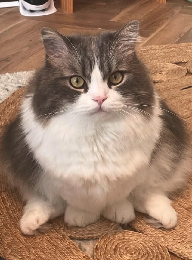 お座りしている長毛猫の正面