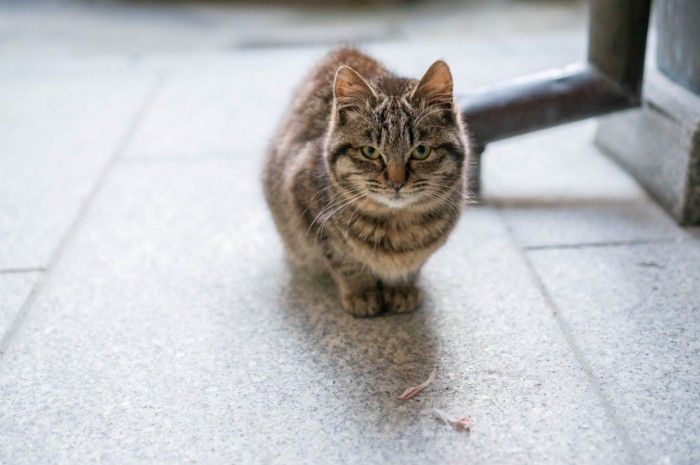 警戒する猫
