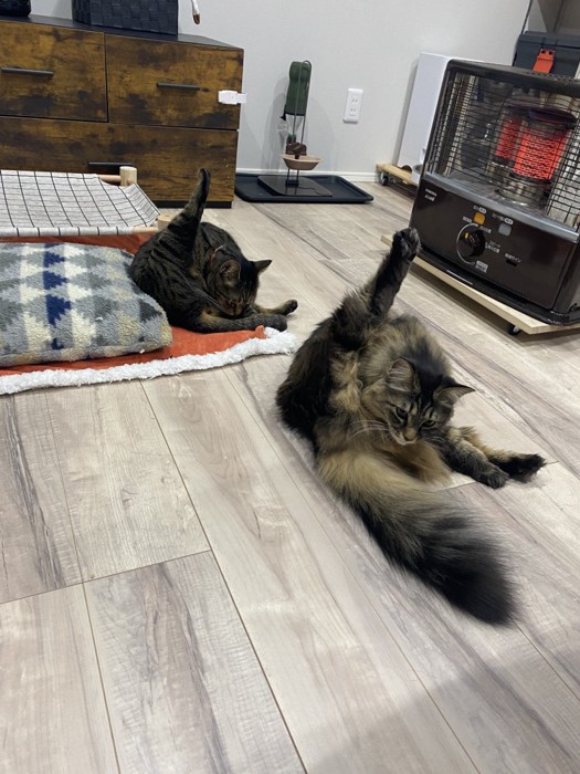 同じ姿勢で毛づくろいをしている2匹の猫
