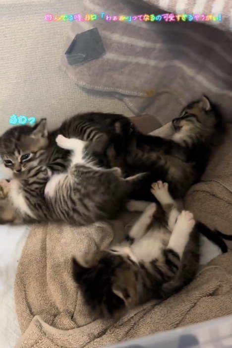 じゃれて噛む子猫