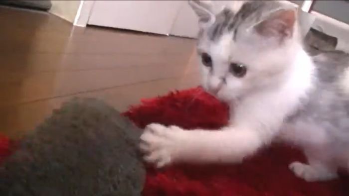 タオルと遊ぶネコ吉ちゃん