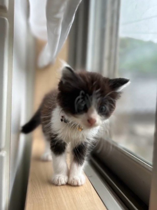 窓際を歩く子猫