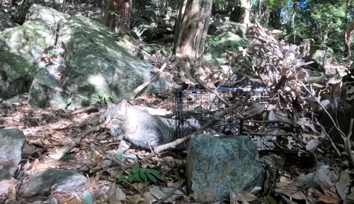 捕獲器から出る猫