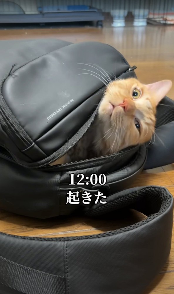 起きる猫