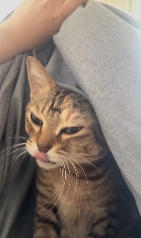 布団から顔を出し鼻を舐めているキジトラ