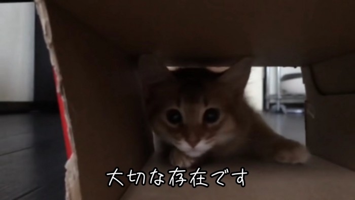 箱の中にいる猫