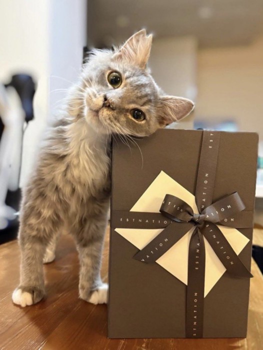 首を傾げる猫