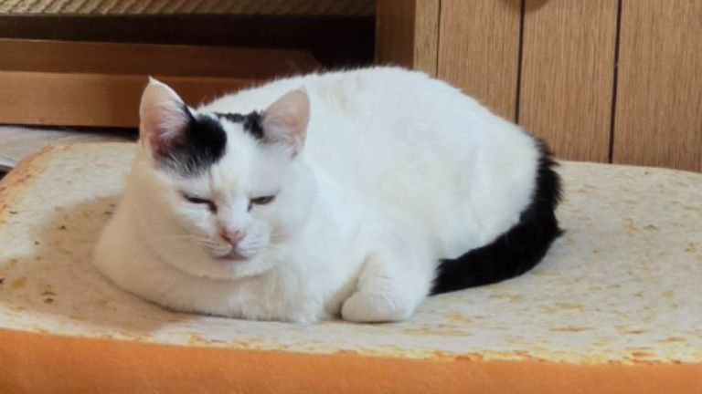 くつろいでいる猫