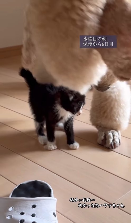 子猫に寄り添って頭を近づける立っているプードル