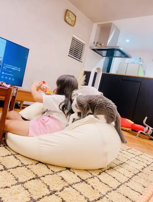 娘さんに甘えるブリティッシュショートヘア