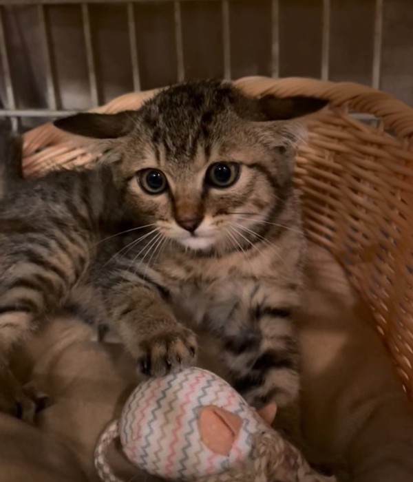 怯える子猫