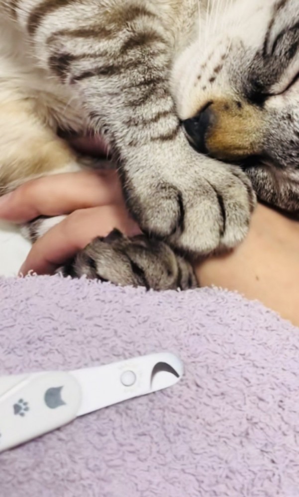 ママの手を掴んで寝たふりをするシャムミックス