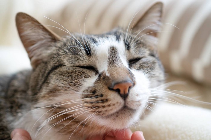 喉を撫でられる猫