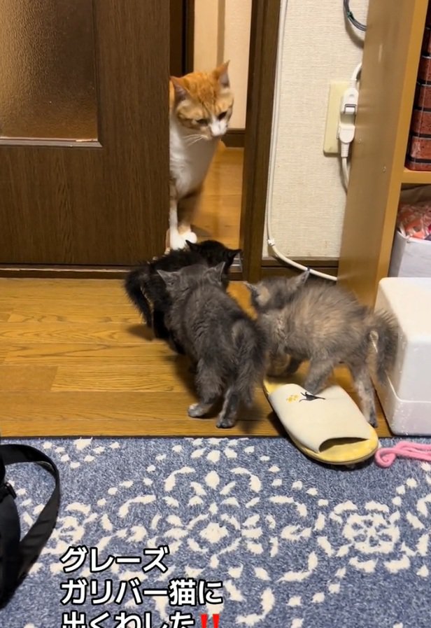 様子を伺うきなこくん