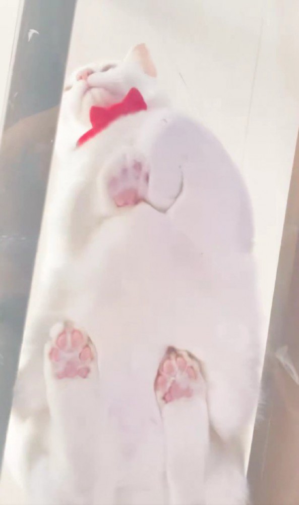 キャットウォークに座る猫