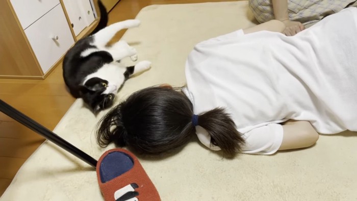 人と寝ころぶハチワレ猫
