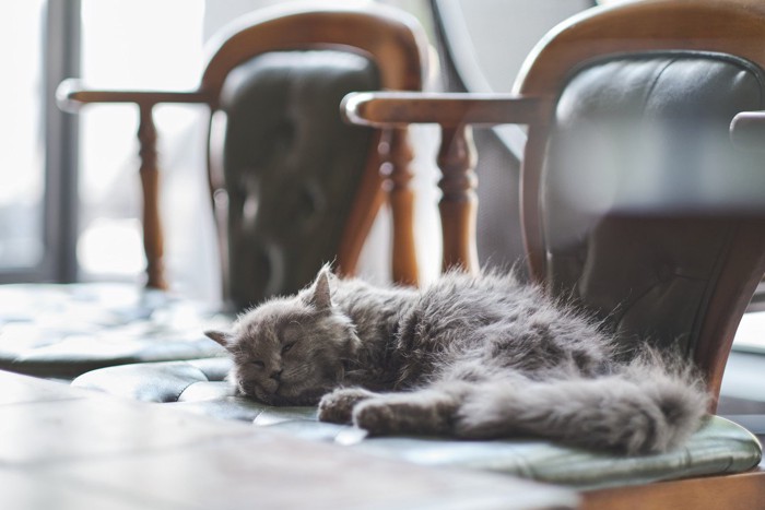 椅子の上でうたたねをする猫