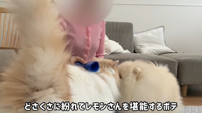 どさくさに紛れて