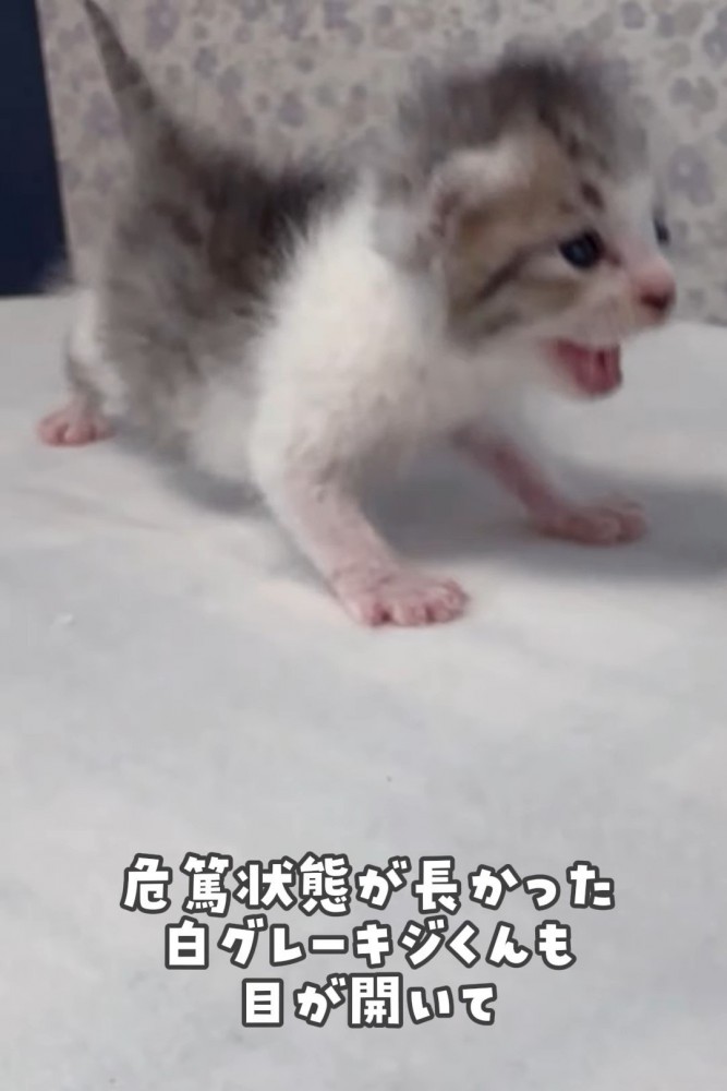 鳴いている白とグレーの子猫