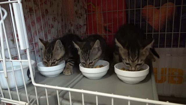 ごはんを食べる3匹の子猫