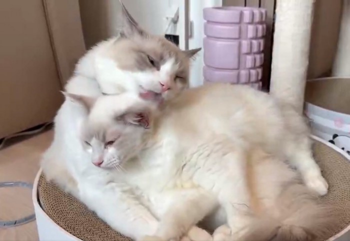 ルルちゃんを抱きしめるシェリーちゃん