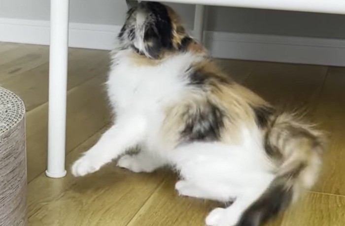 タグを咥えお尻を右側へ向ける猫