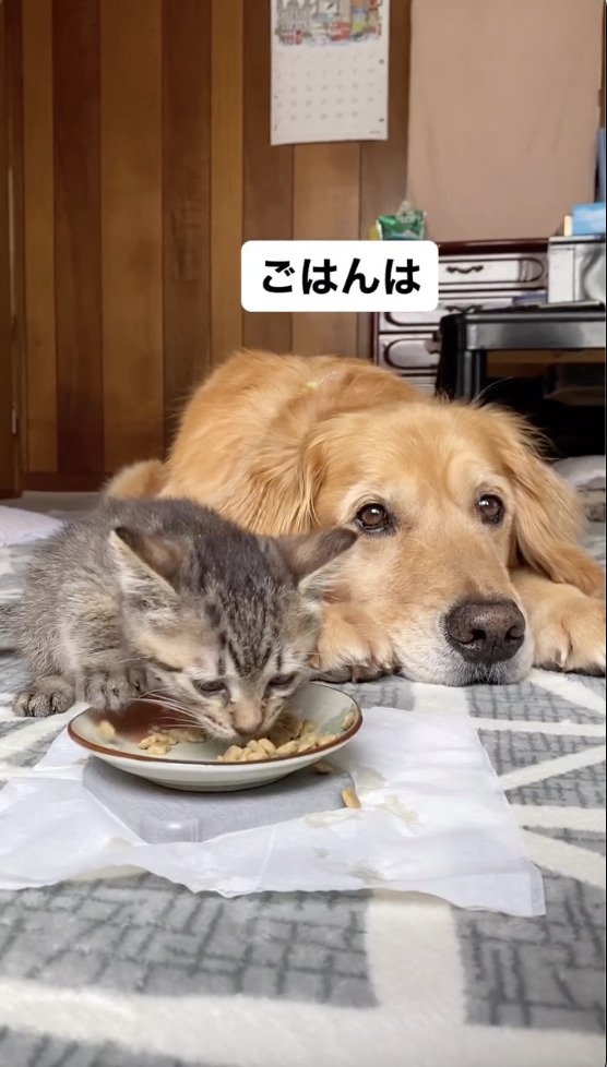 ご飯を食べる猫とご飯を待つ犬