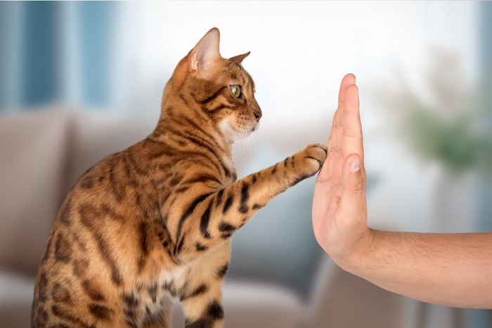ハイタッチをするベンガル猫