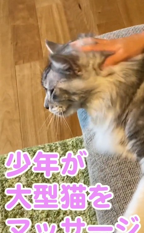 頭をなでられているメインクーン