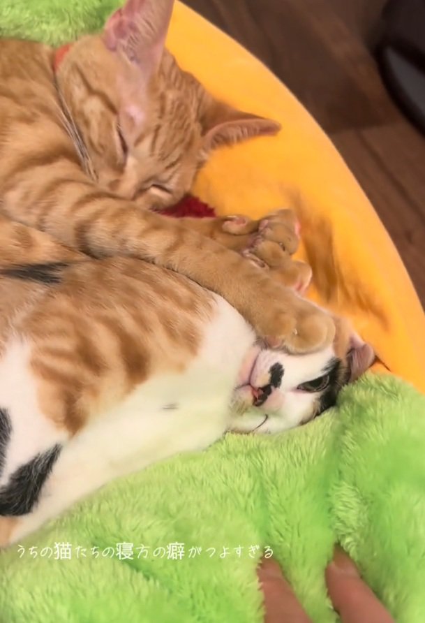 しんどそうな顔の猫