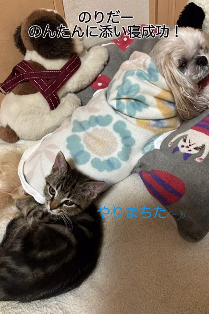 犬により掛かる子猫