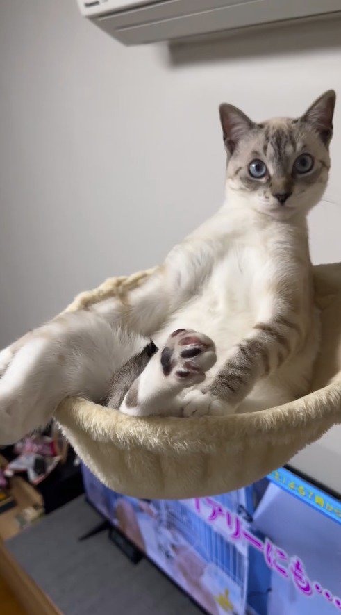 キャットタワーの布のベッドに腰掛けて、飼い主を見つめる猫