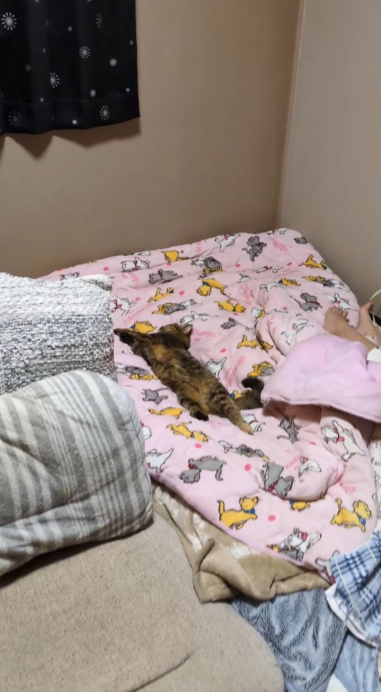 布団の上でくつろぐ猫