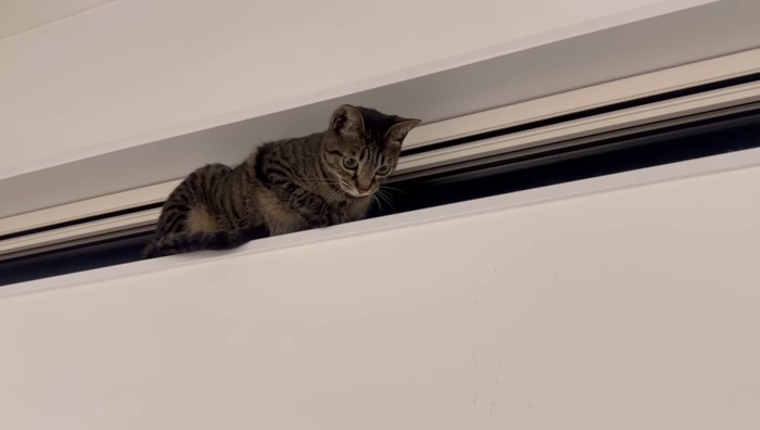 下を見つめるももまるちゃん