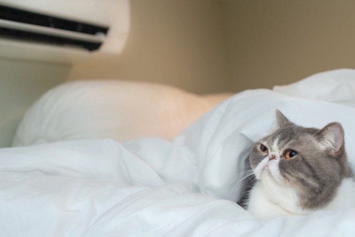 ベッドで冷風に当たる猫