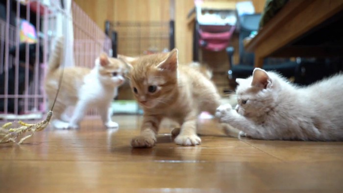 遊ぶ子猫たち
