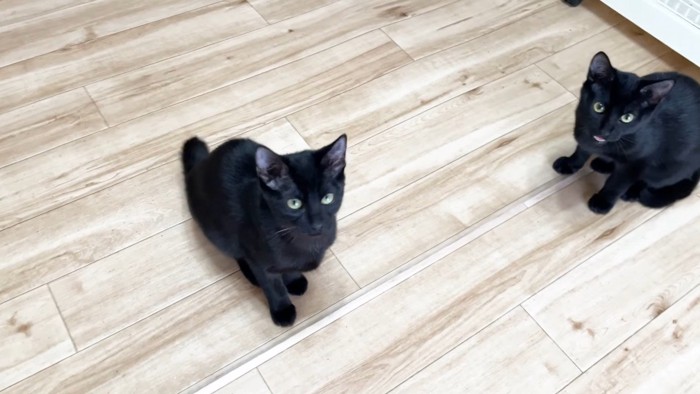 見上げる黒猫姉弟