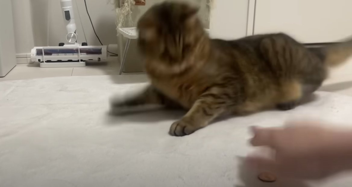 カーペットの上に10円玉、その上に人の手と向かい側に猫