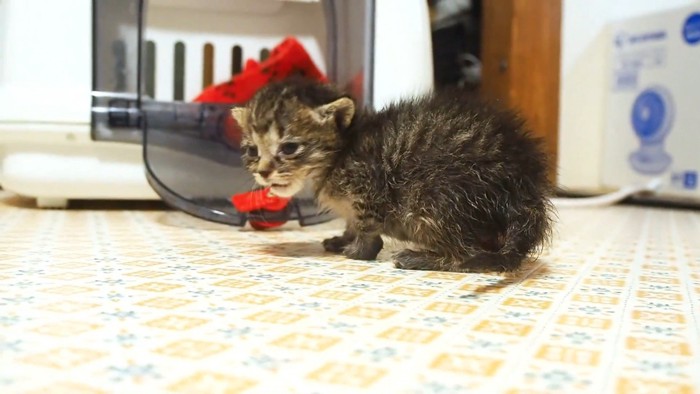歩き回る子猫