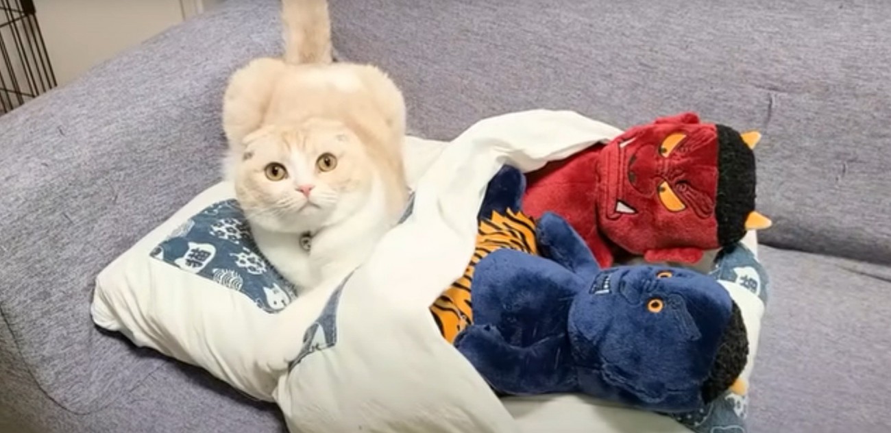 布団に乗る猫と鬼のぬいぐるみ
