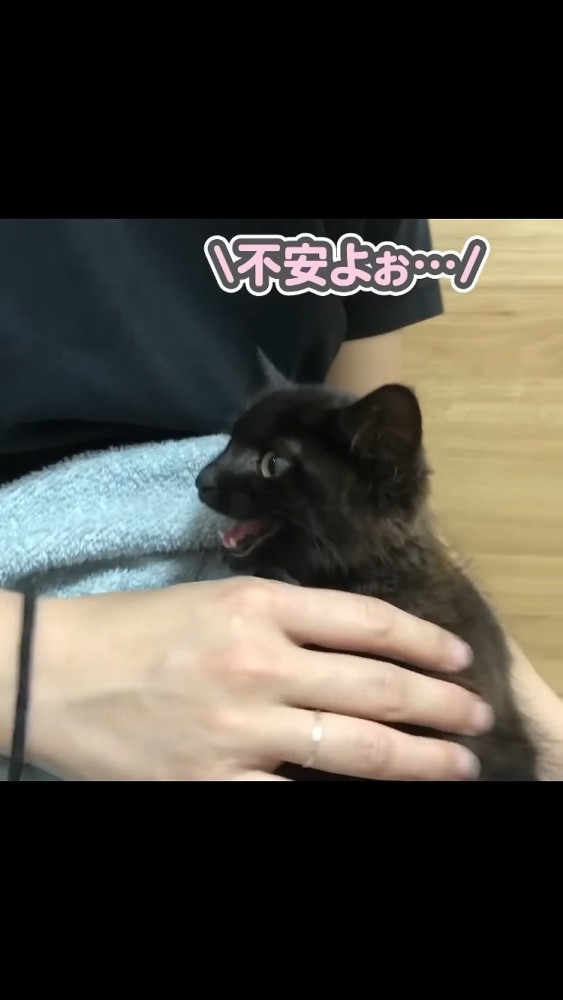 ママの足の上で鳴く子猫