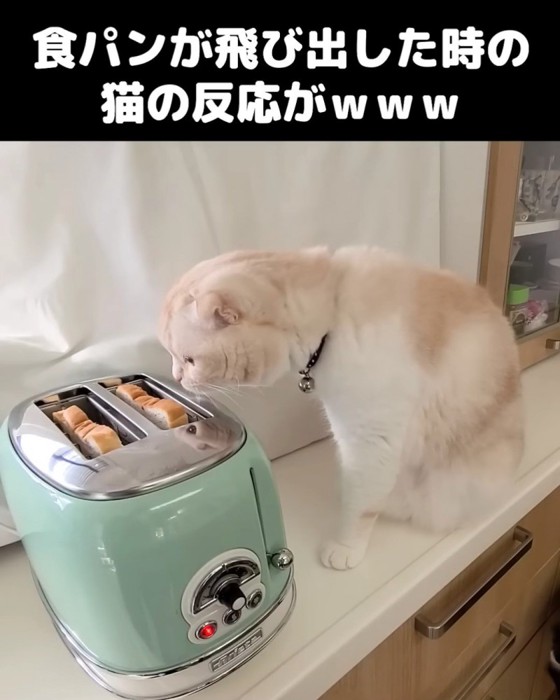 トースターに顔を近づける猫