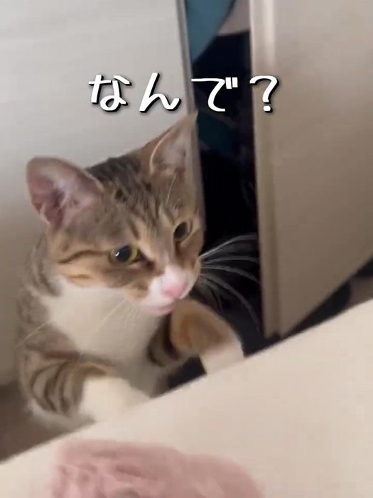 前足をベッドに乗せて立つ猫
