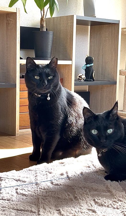 日が差す室内でくつろぐ2匹の黒猫