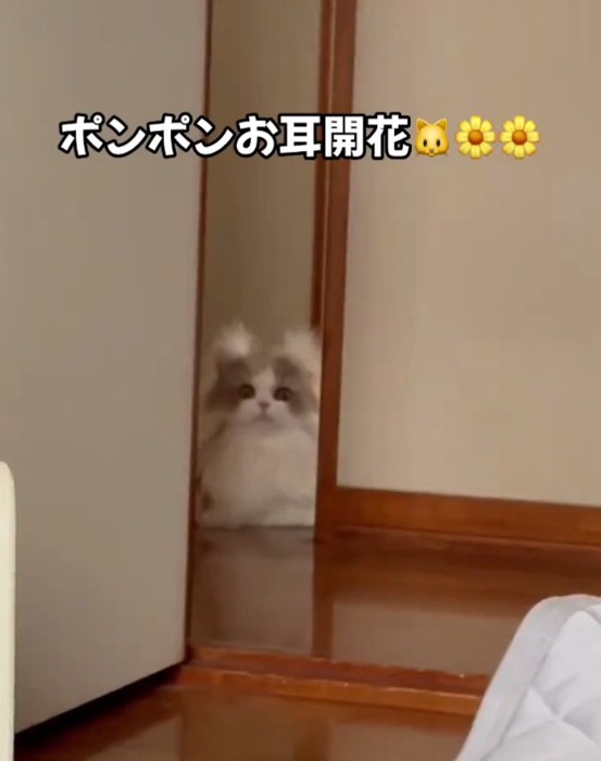 見つめる猫