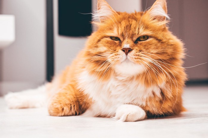 疑り深そうな表情の猫