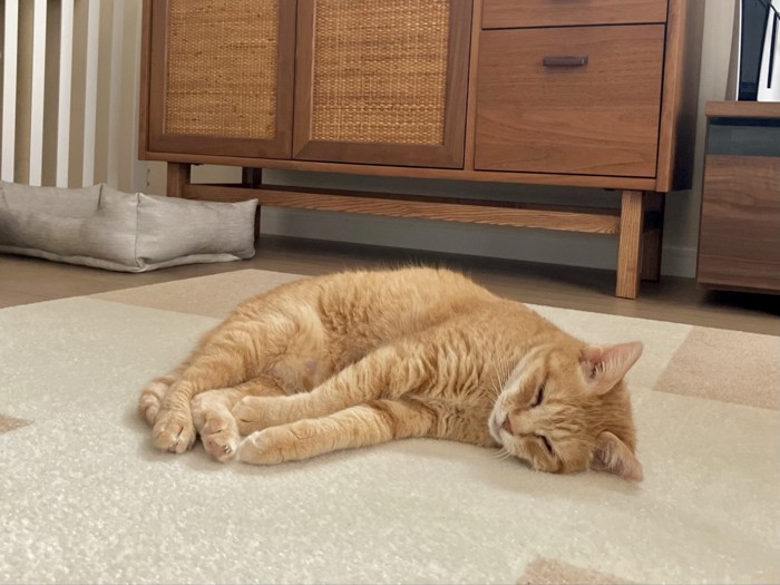 床で手を伸ばして横になる猫の姿