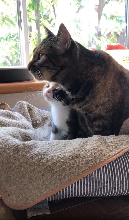 子猫に寄り添う猫
