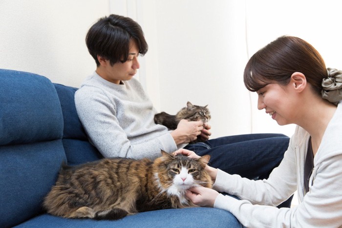 人になでられる2匹の猫