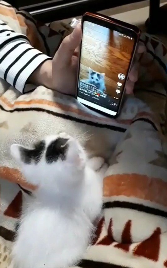 スマートフォンを見ている猫